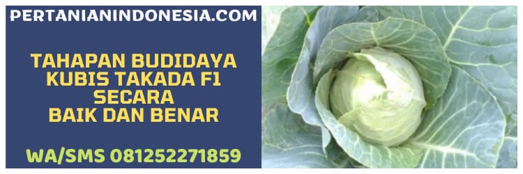tahapan,budidaya,agrobisnis,takada,known you seed